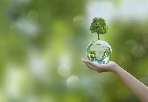 الخدمات البيئية والدراسة البيئية